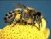 images - včela.jpg